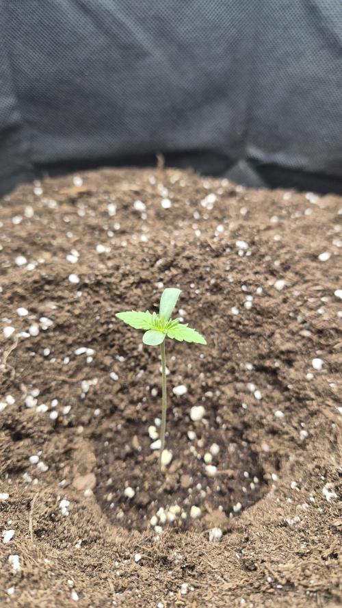 OG Kush Auto. Week 0