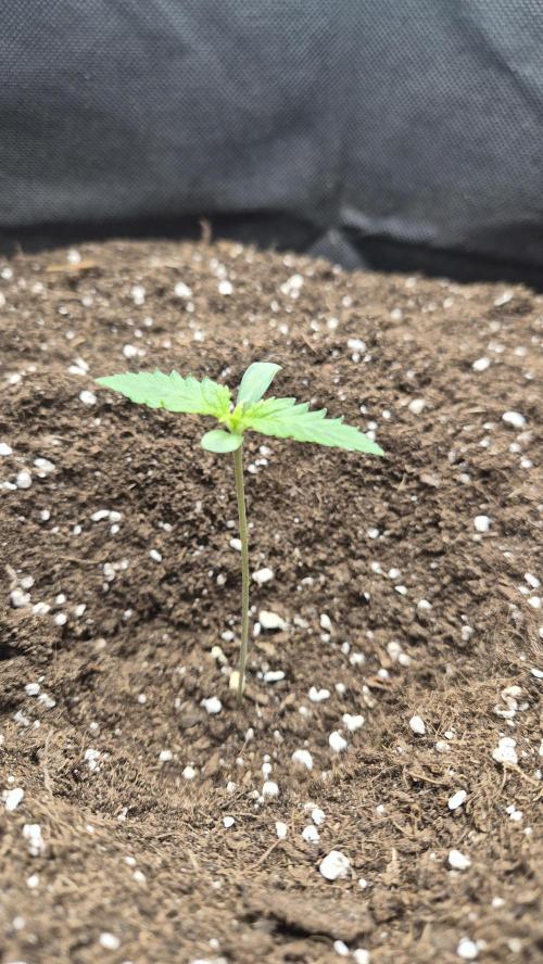 Grow Tent 2.3x2.3x5.2 (70x70x160 cm). Week 0