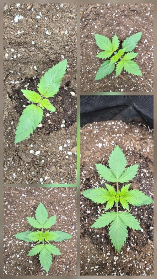 OG Kush Auto. Week 1