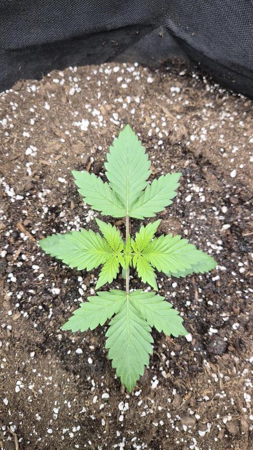 OG Kush Auto. Week 1