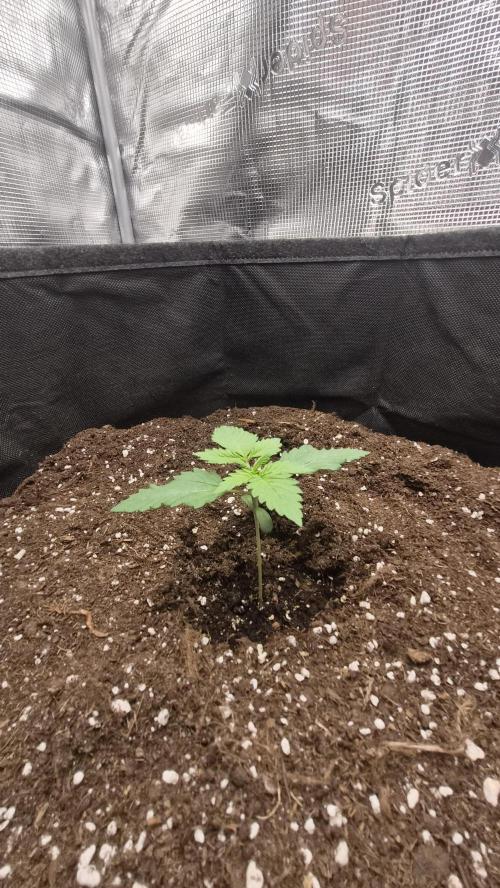 OG Kush Auto. Week 1