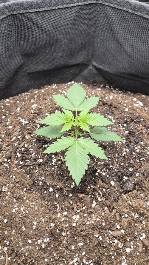 OG Kush Auto. Week 1
