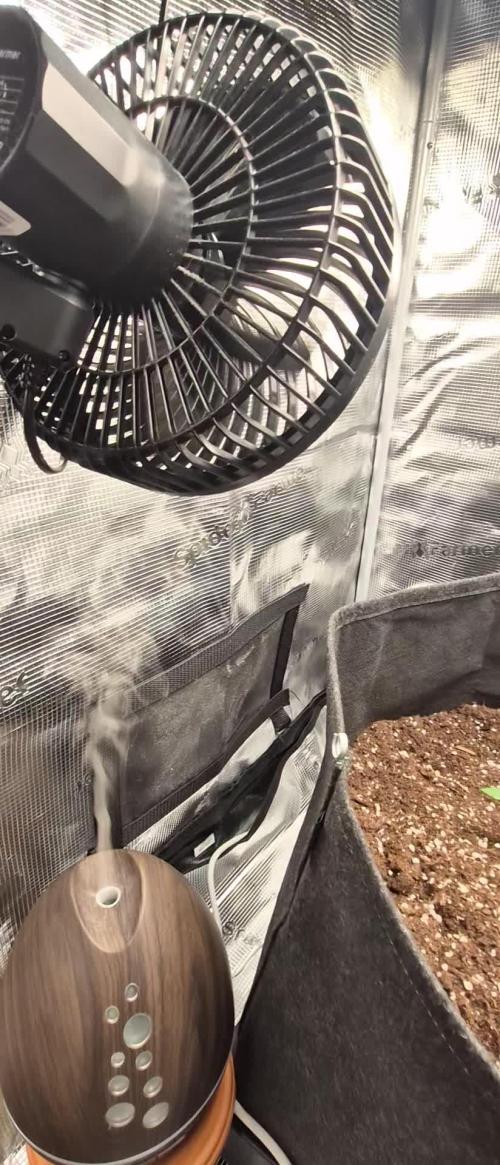Grow Tent 2.3x2.3x5.2 (70x70x160 cm). Week 1