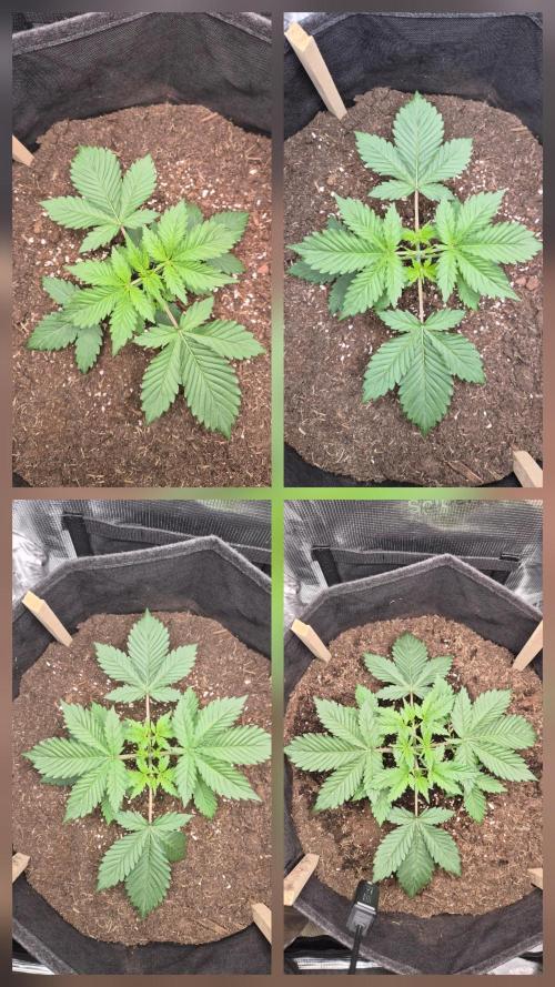 OG Kush Auto. Week 2
