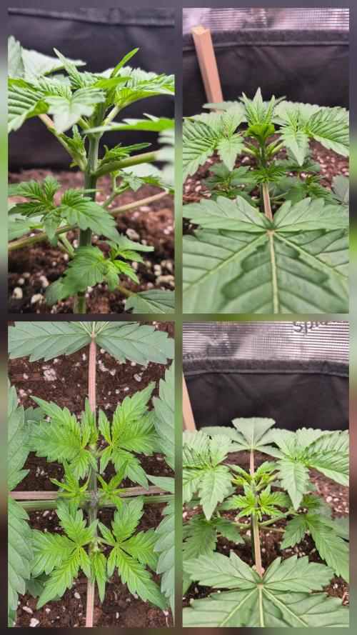 OG Kush Auto. Week 2