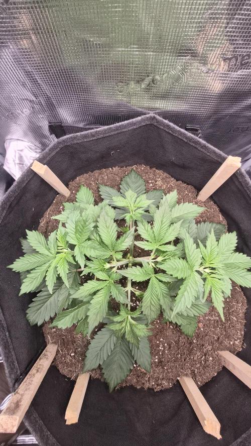 OG Kush Auto. Week 3