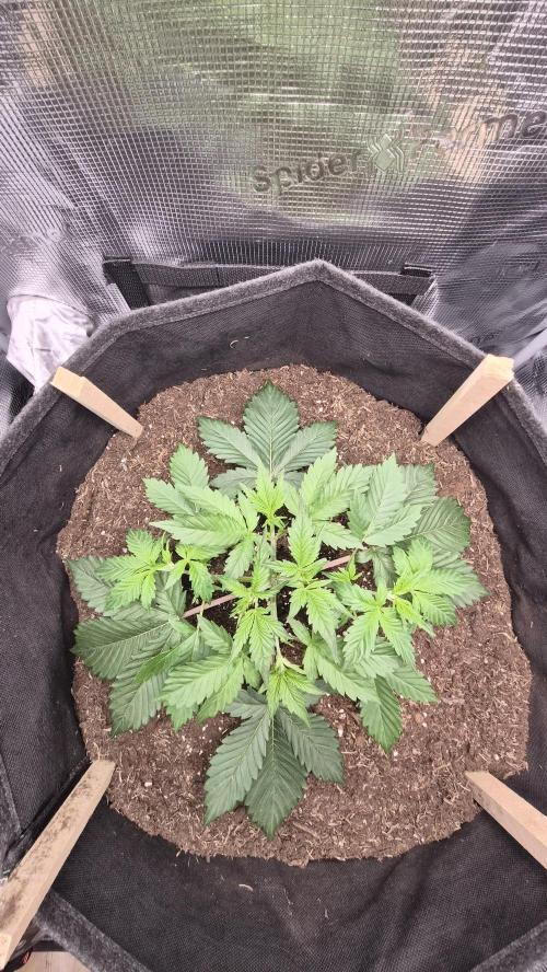 OG Kush Auto. Week 3