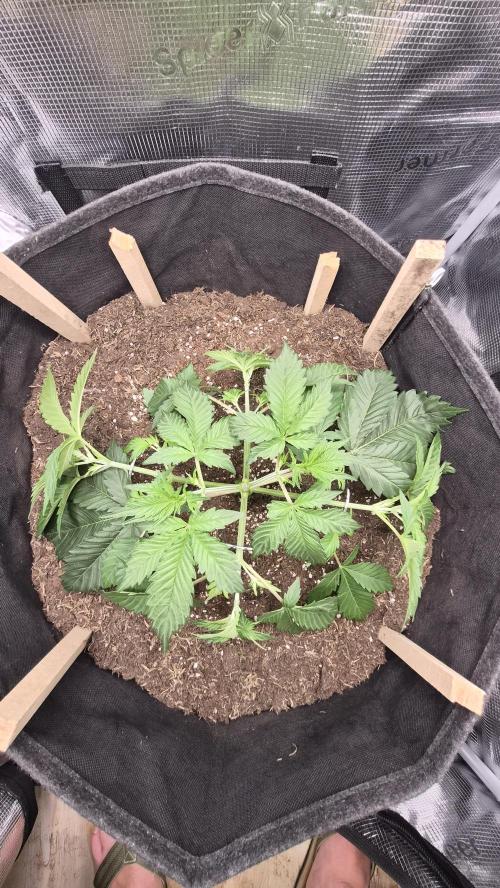 OG Kush Auto. Week 3