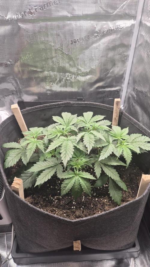 OG Kush Auto. Week 3