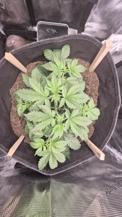 OG Kush Auto. Week 3