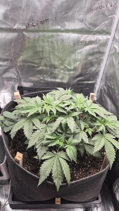 OG Kush Auto. Week 3