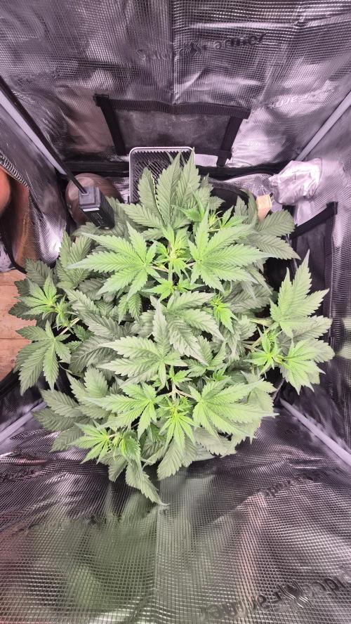 OG Kush Auto. Week 4