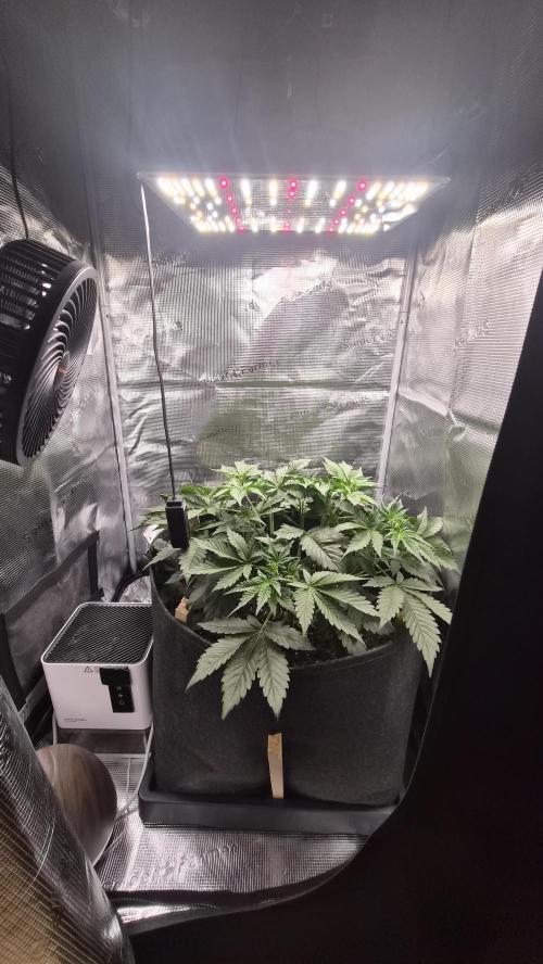 OG Kush Auto. Week 4