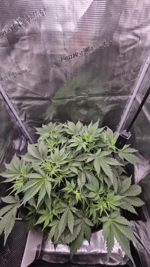 OG Kush Auto. Week 4