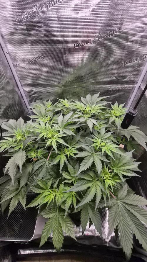 OG Kush Auto. Week 4