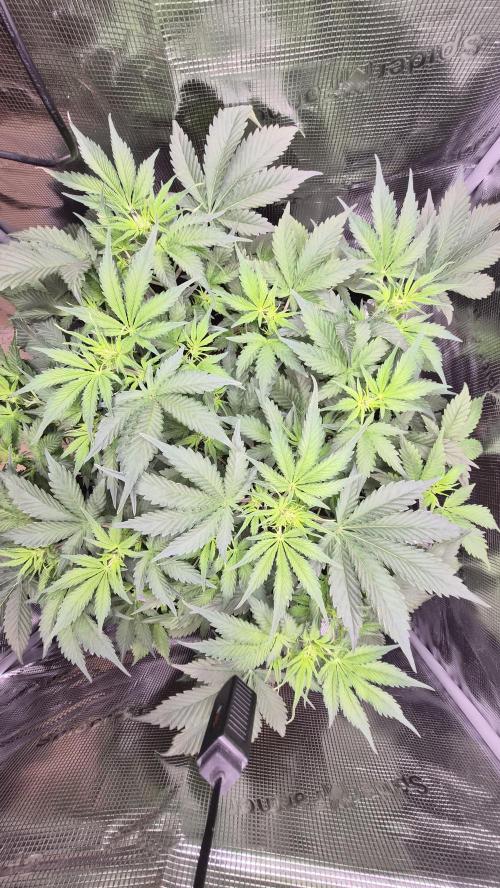 OG Kush Auto. Week 4