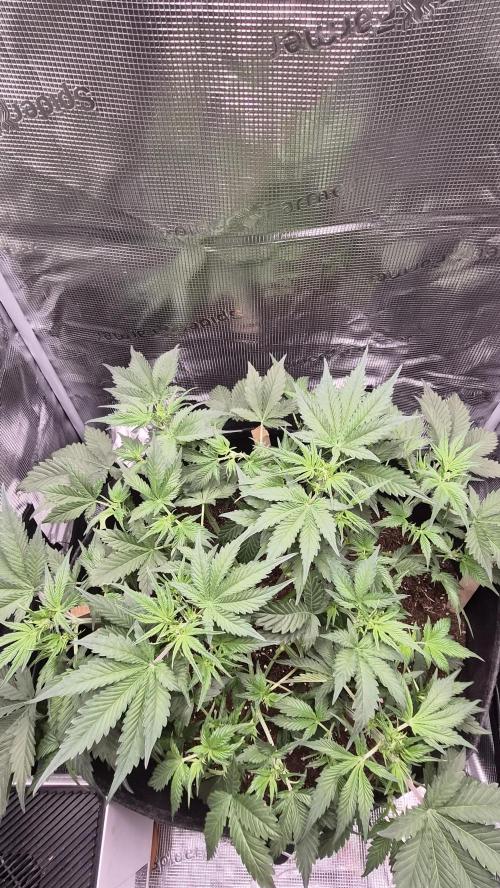 OG Kush Auto. Week 4