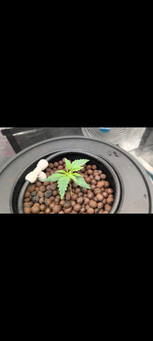 #First try DWC. Week 1