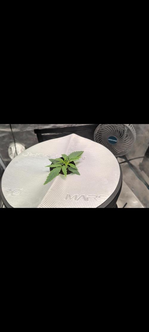 #First try DWC. Week 2