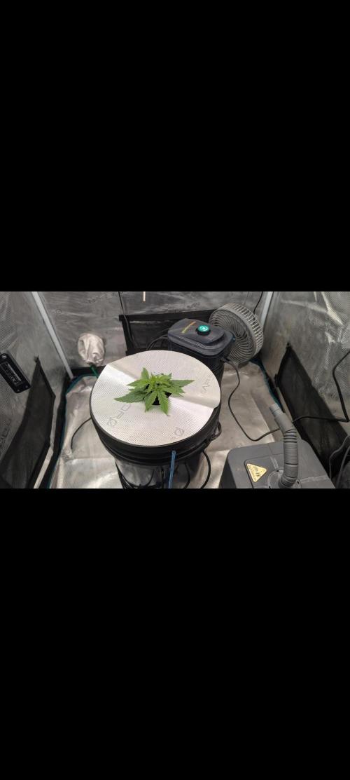 #First try DWC. Week 2
