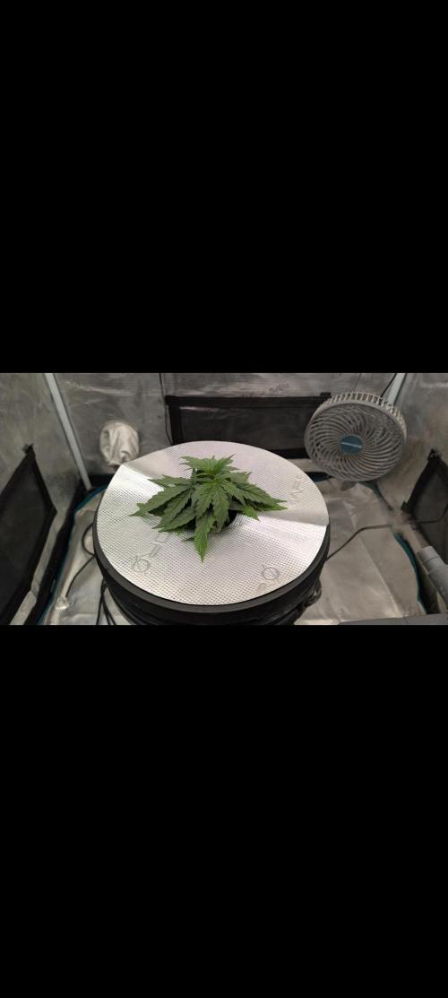 #First try DWC. Week 3