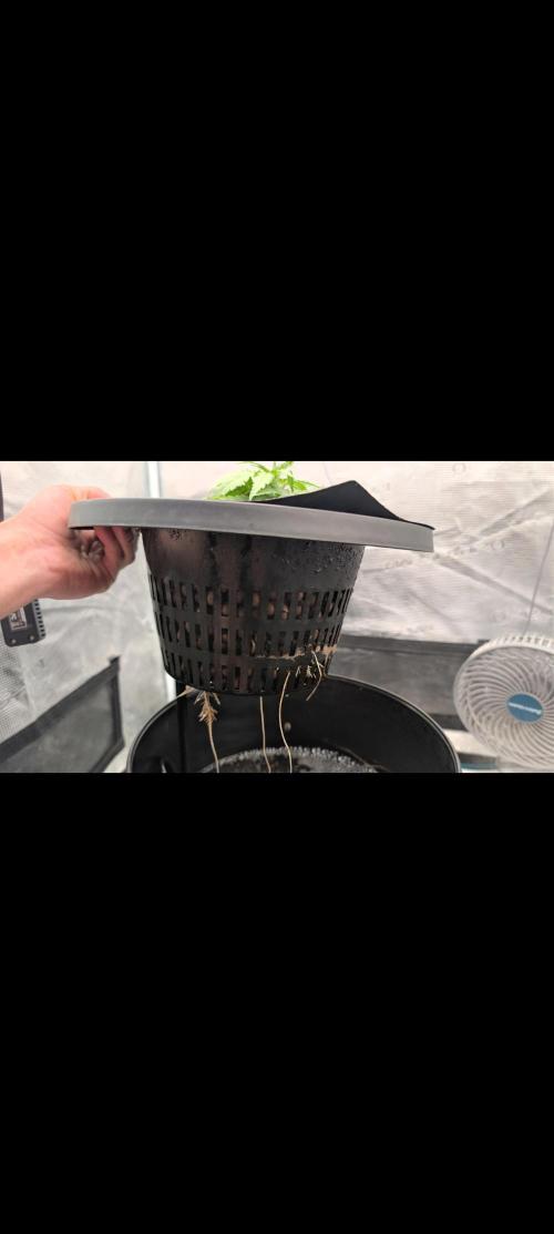 #First try DWC. Week 3 - Die ersten Wurzeln kommen aus dem Topf, hatte Temperatur Probleme