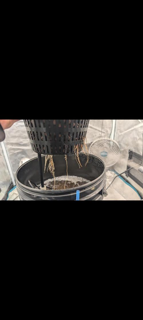 #First try DWC. Week 3