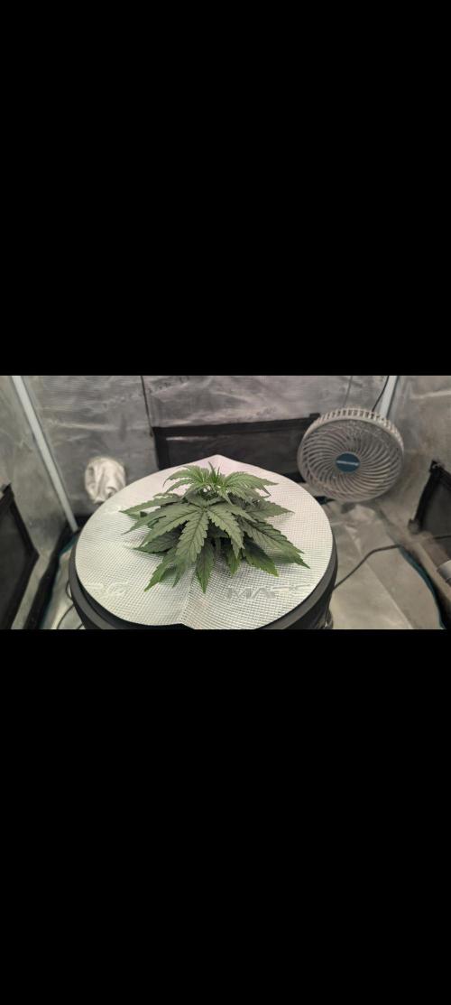 #First try DWC. Week 3