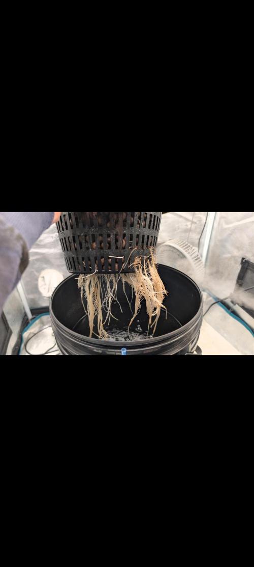 #First try DWC. Week 3