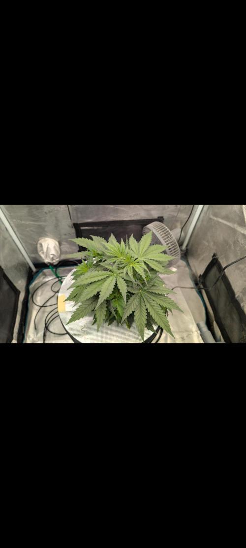#First try DWC. Week 4