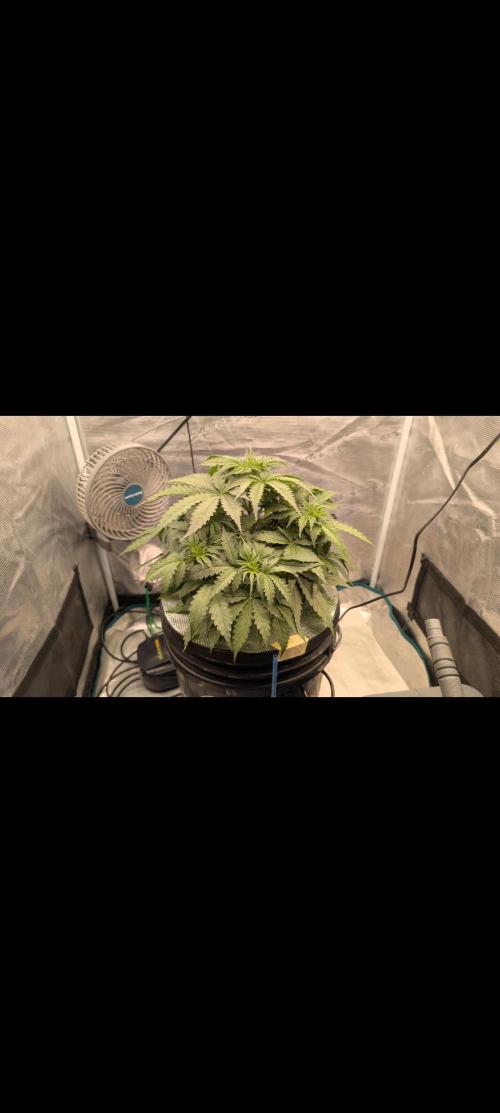 #First try DWC. Week 4
