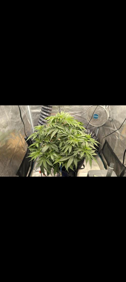 #First try DWC. Week 5