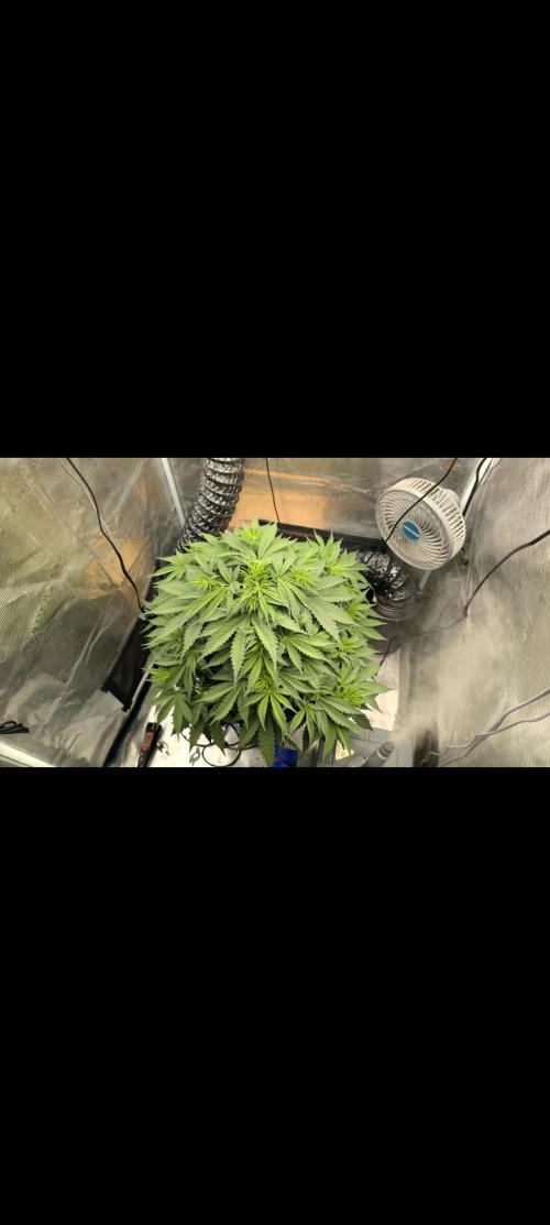 #First try DWC. Week 5