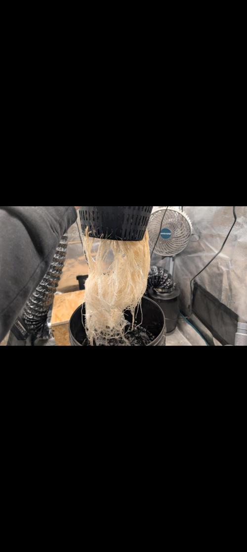 #First try DWC. Week 5