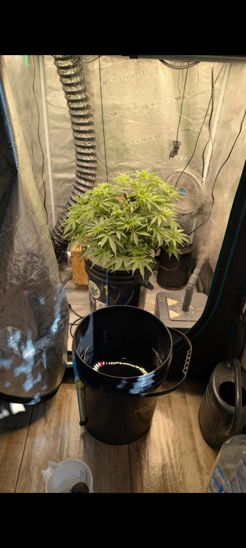 #First try DWC. Week 5