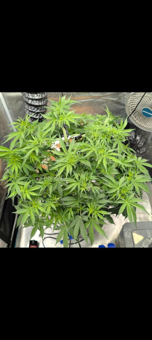 #First try DWC. Week 6