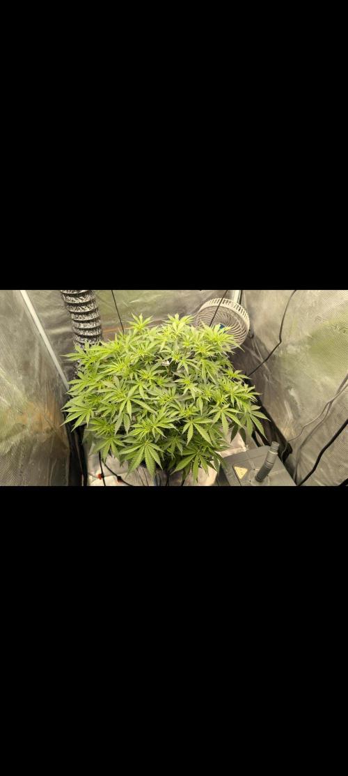 #First try DWC. Week 6