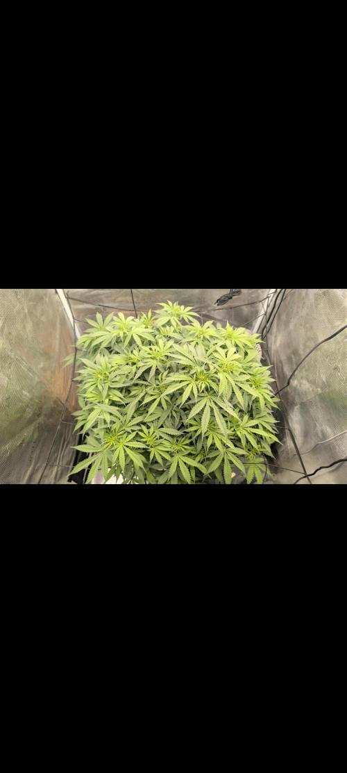 #First try DWC. Week 7