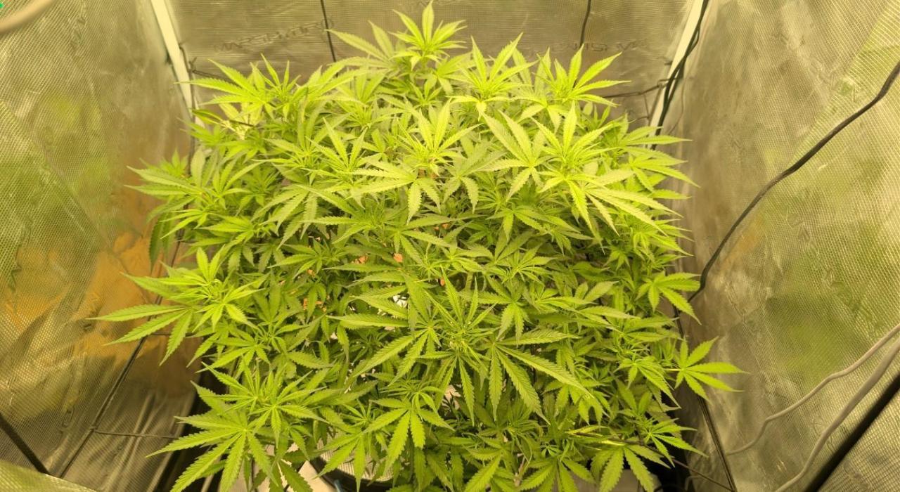 #First try DWC. Week 8