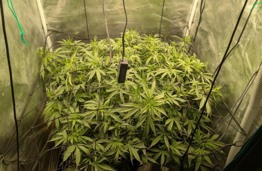 #First try DWC. Week 9