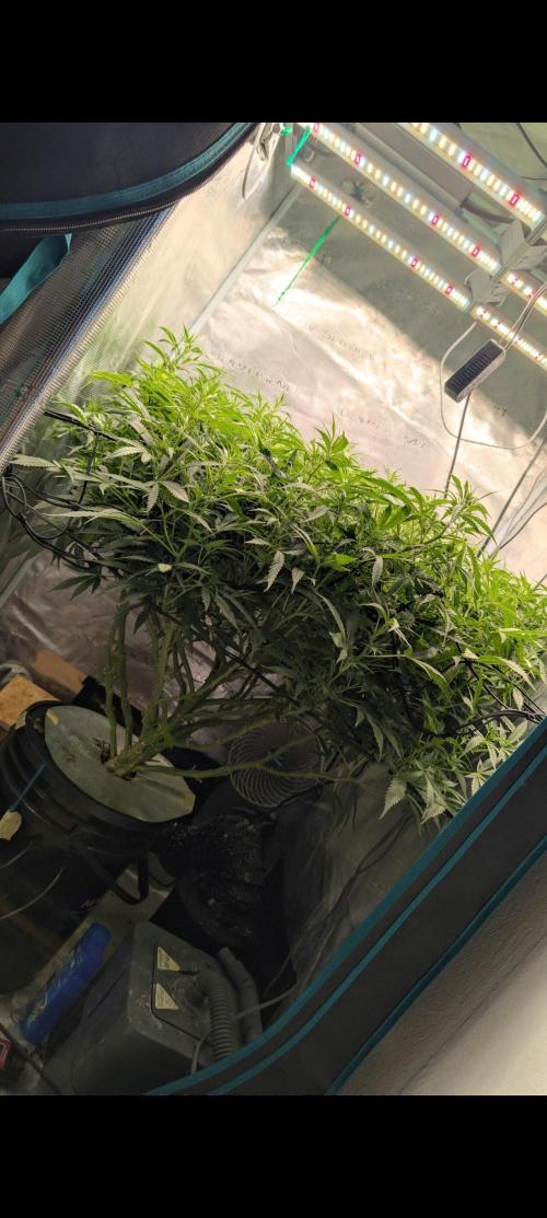 #First try DWC. Week 10
