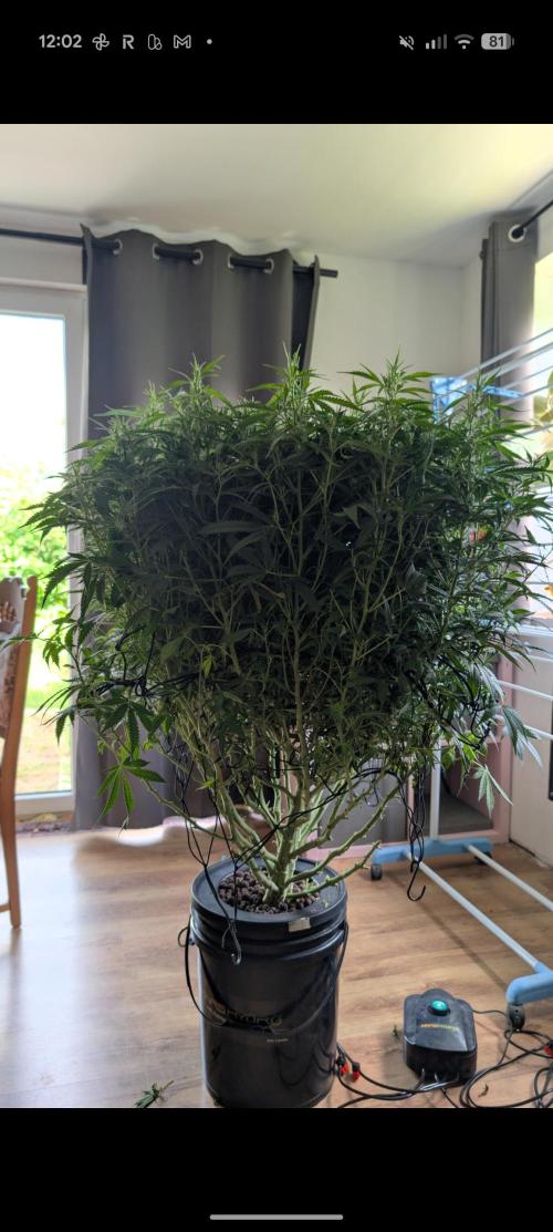 #First try DWC. Week 11