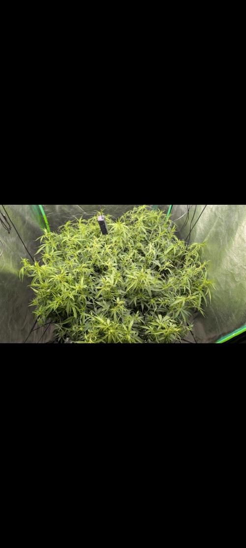 #First try DWC. Week 11