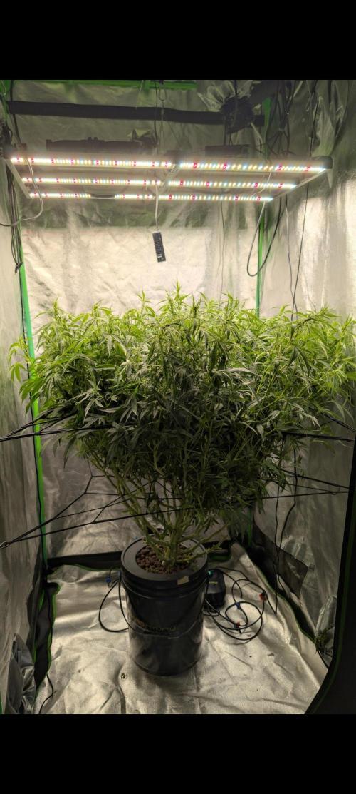 #First try DWC. Week 11