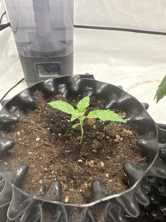 Spring Grow 2026. Week 1