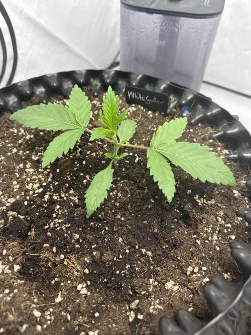 Spring Grow 2026. Week 2