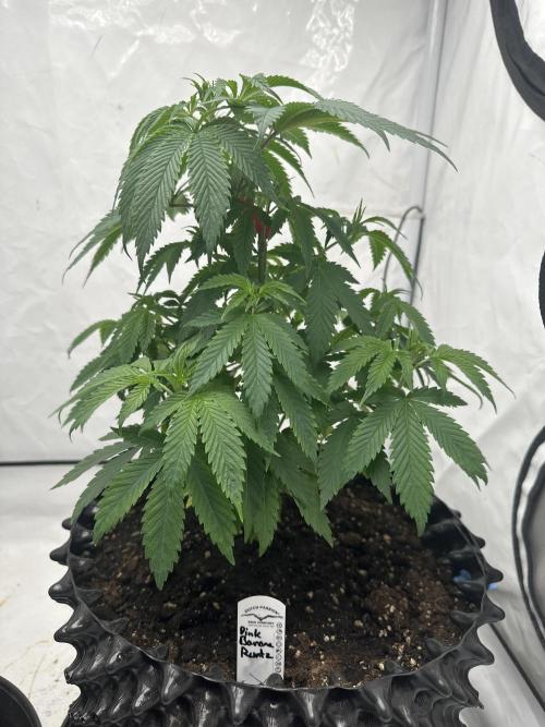 Spring Grow 2026. Week 2
