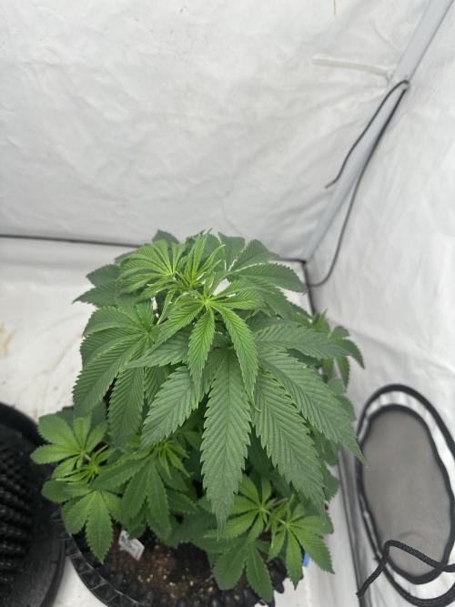 Spring Grow 2026. Week 2