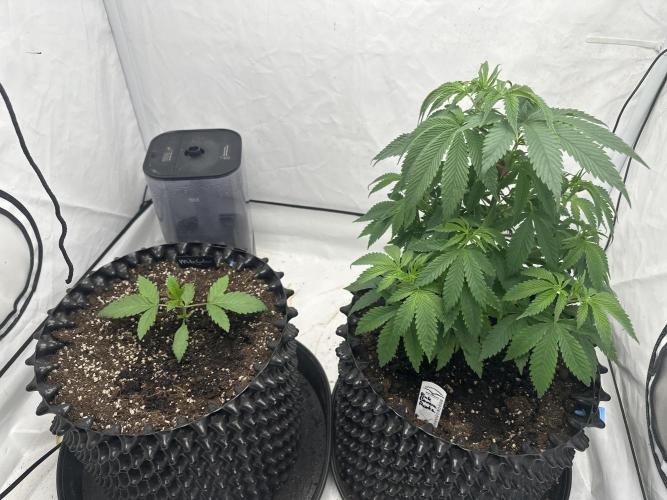 Spring Grow 2026. Week 2