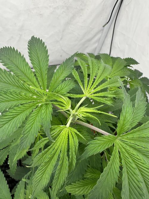 Spring Grow 2026. Week 3 - After fimming 